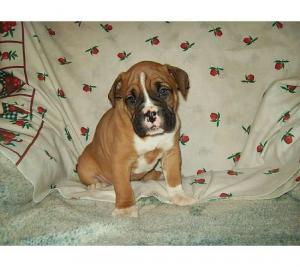 BoxerpuppiesavailableatPoddarkennel